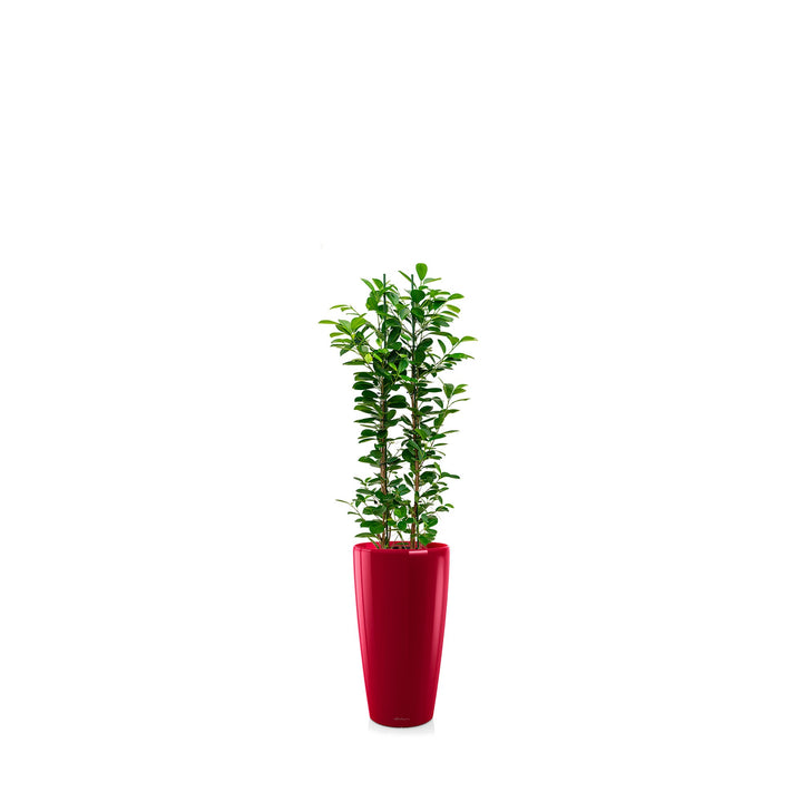 Ficus microcarpa "Moclame" Rondo56 PLANTES ET POTS DE BUREAUX Location/Entretien (HT/mois) Rouge 