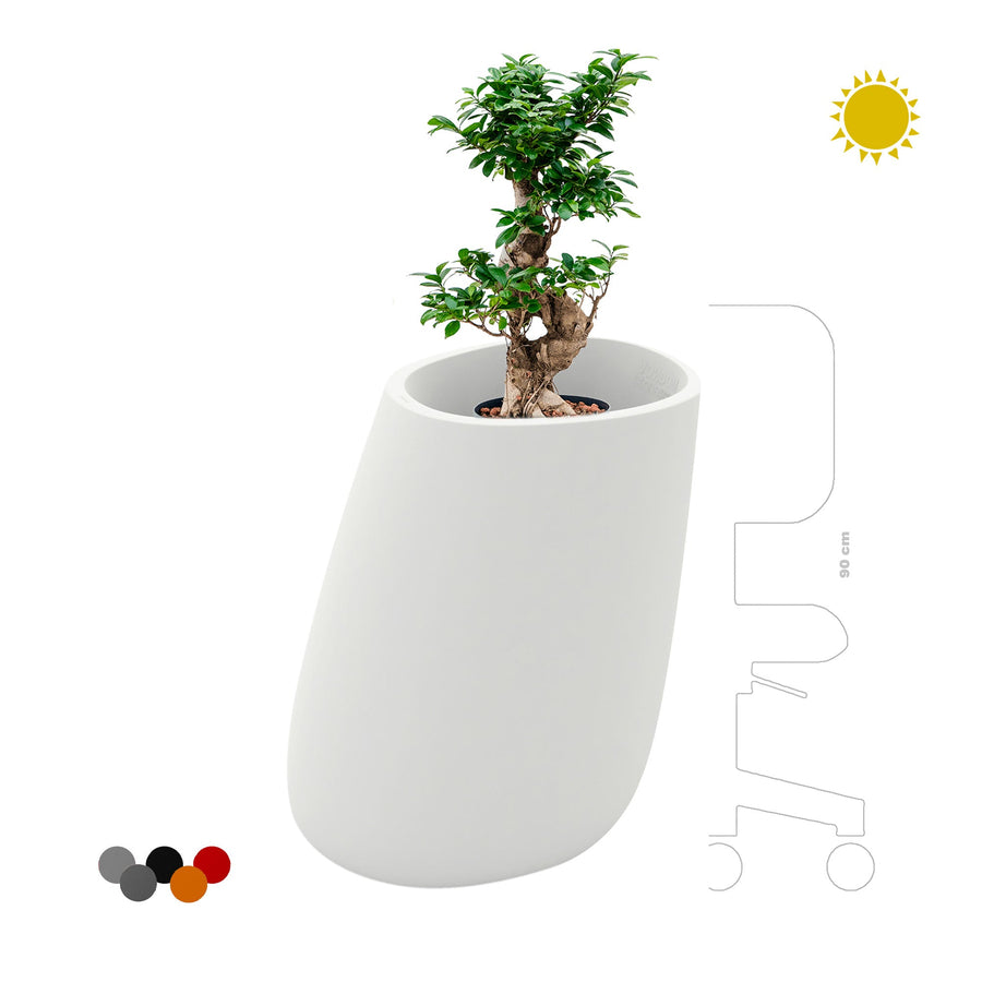 Ficus microcarpa Stone70 PLANTES ET POTS DE BUREAUX 