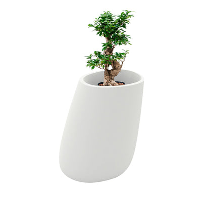 Ficus microcarpa Stone70 PLANTES ET POTS DE BUREAUX Location/Entretien (HT/mois) Blanc 