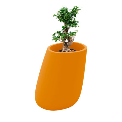Ficus microcarpa Stone70 PLANTES ET POTS DE BUREAUX Location/Entretien (HT/mois) Orange 