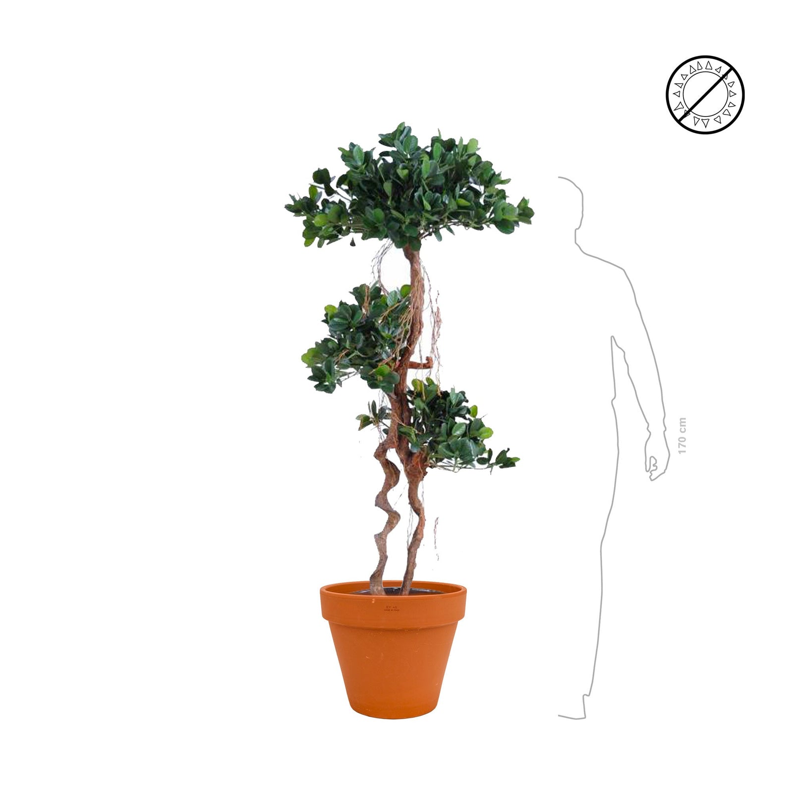 Ficus panda terra cotta PLANTES ARTIFICIELLES 