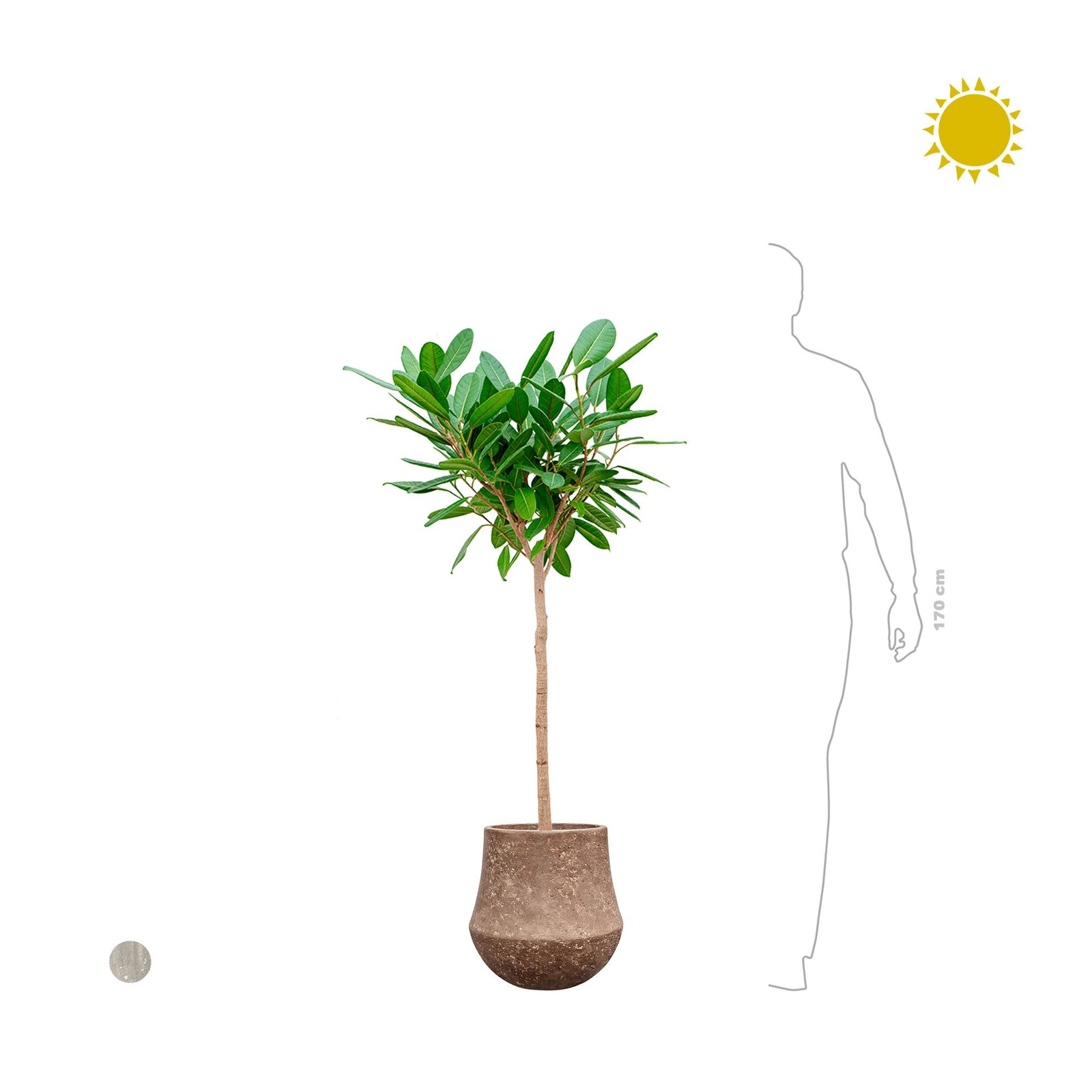 Ficus Polystone33 PLANTES ET POTS DE BUREAUX 