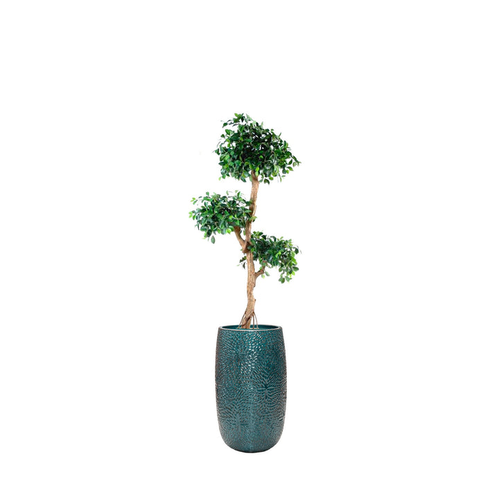 Ficus Retusa Marly36 PLANTES ARTIFICIELLES Location/Entretien (HT/mois) Bleu 