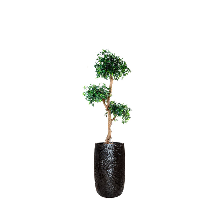 Ficus Retusa Marly36 PLANTES ARTIFICIELLES Location/Entretien (HT/mois) Noir 