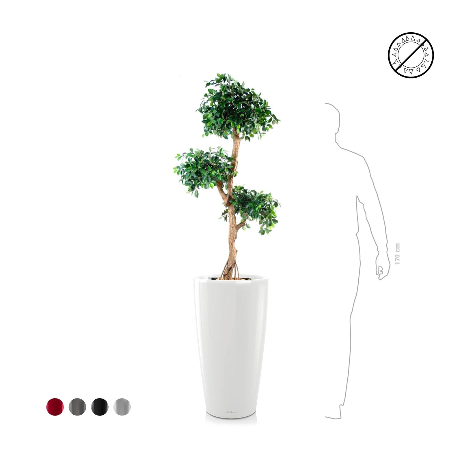 Ficus retusa Rondo75 PLANTES ARTIFICIELLES 