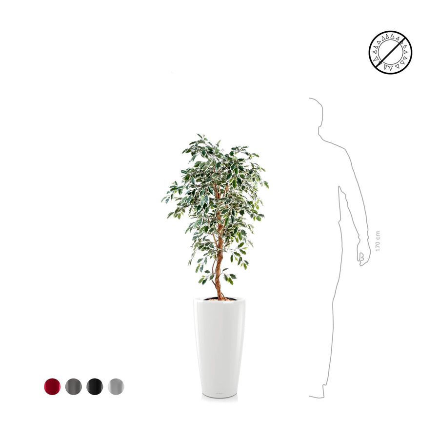 Ficus Rondo56 PLANTES ARTIFICIELLES 