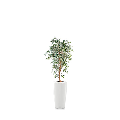 Ficus Rondo56 PLANTES ARTIFICIELLES Achat (HT) Blanc 