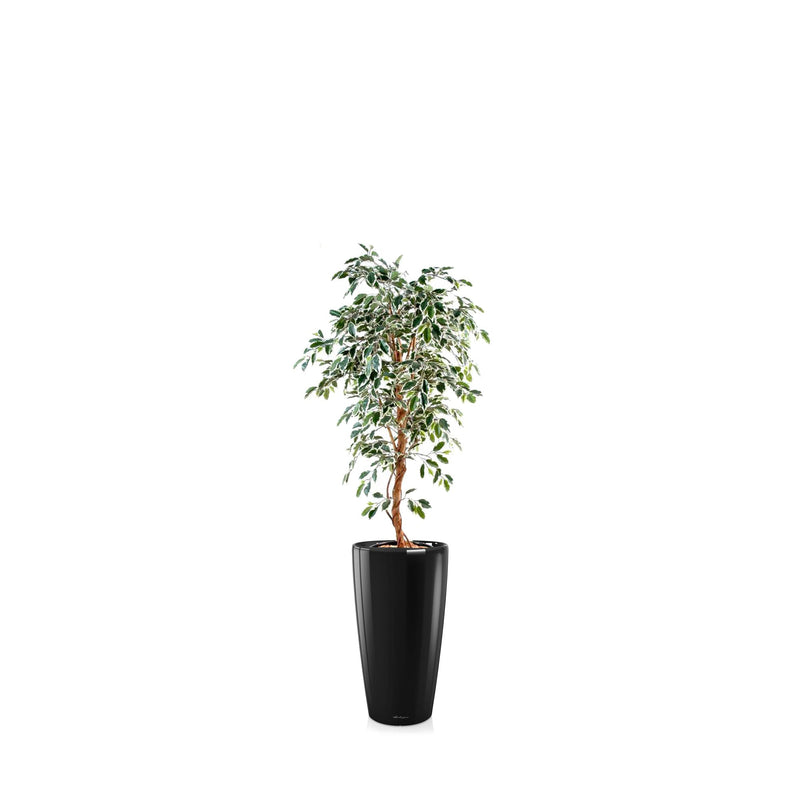 Ficus Rondo56 PLANTES ARTIFICIELLES Achat (HT) Noir 