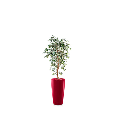 Ficus Rondo56 PLANTES ARTIFICIELLES Achat (HT) Rouge 