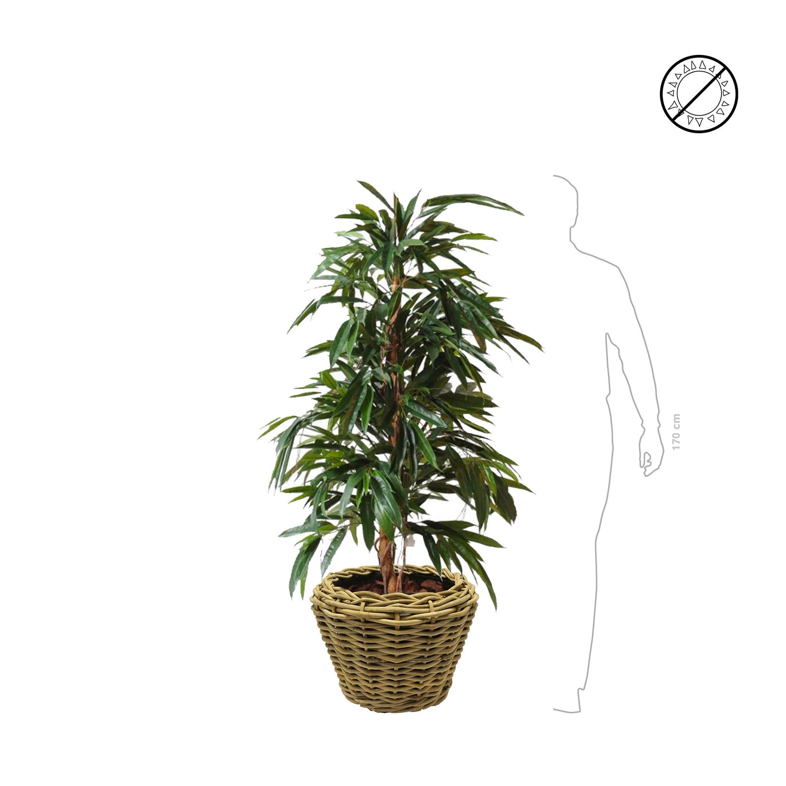 Ficus Royal Osier43 PLANTES ARTIFICIELLES 