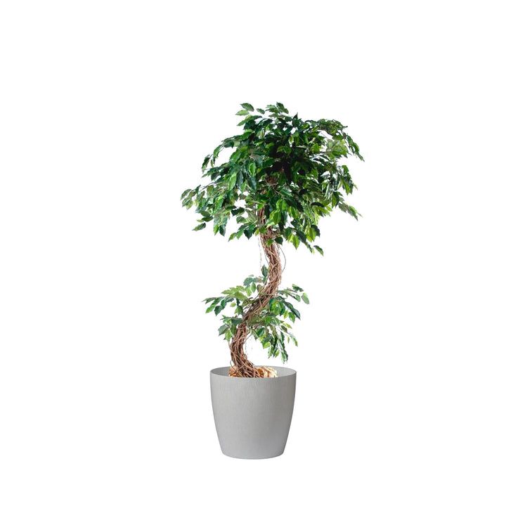 Ficus S regular43 PLANTES ARTIFICIELLES Location/Entretien (HT/mois) Sur mesure 