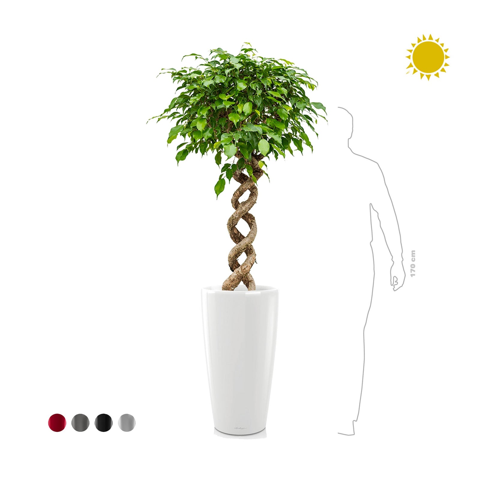 Ficus spirale Rondo75 PLANTES ET POTS DE BUREAUX 