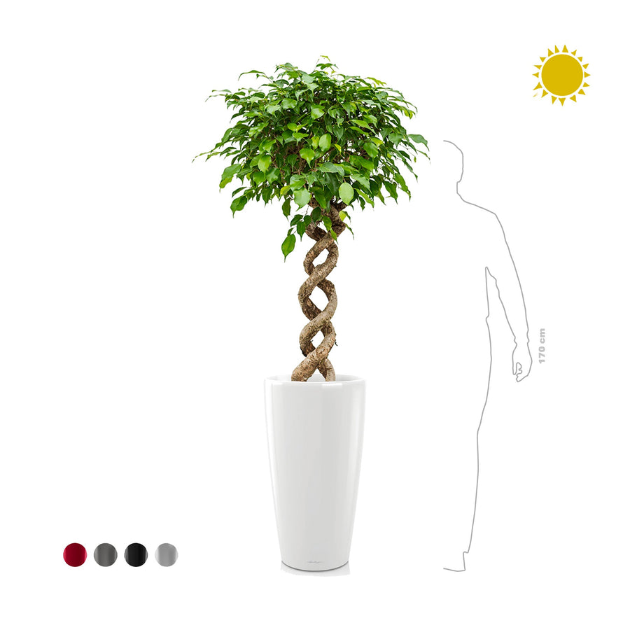 Ficus spirale Rondo75 PLANTES ET POTS DE BUREAUX 