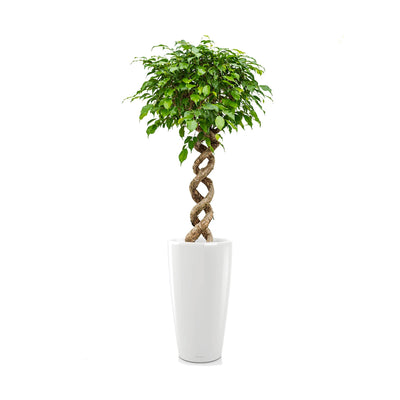 Ficus spirale Rondo75 PLANTES ET POTS DE BUREAUX Location/Entretien (HT/mois) Blanc 