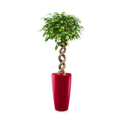 Ficus spirale Rondo75 PLANTES ET POTS DE BUREAUX Location/Entretien (HT/mois) Rouge 