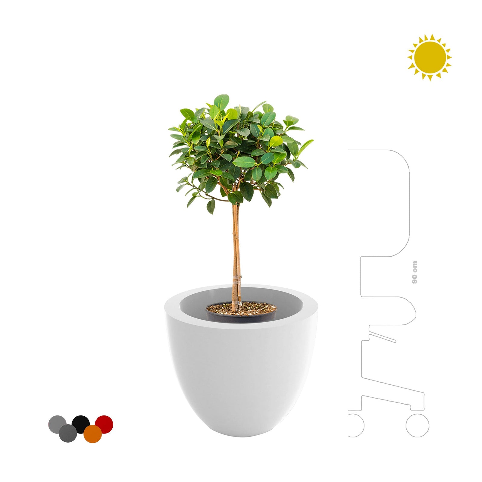 Ficus tige Cuenco40 PLANTES ET POTS DE BUREAUX 