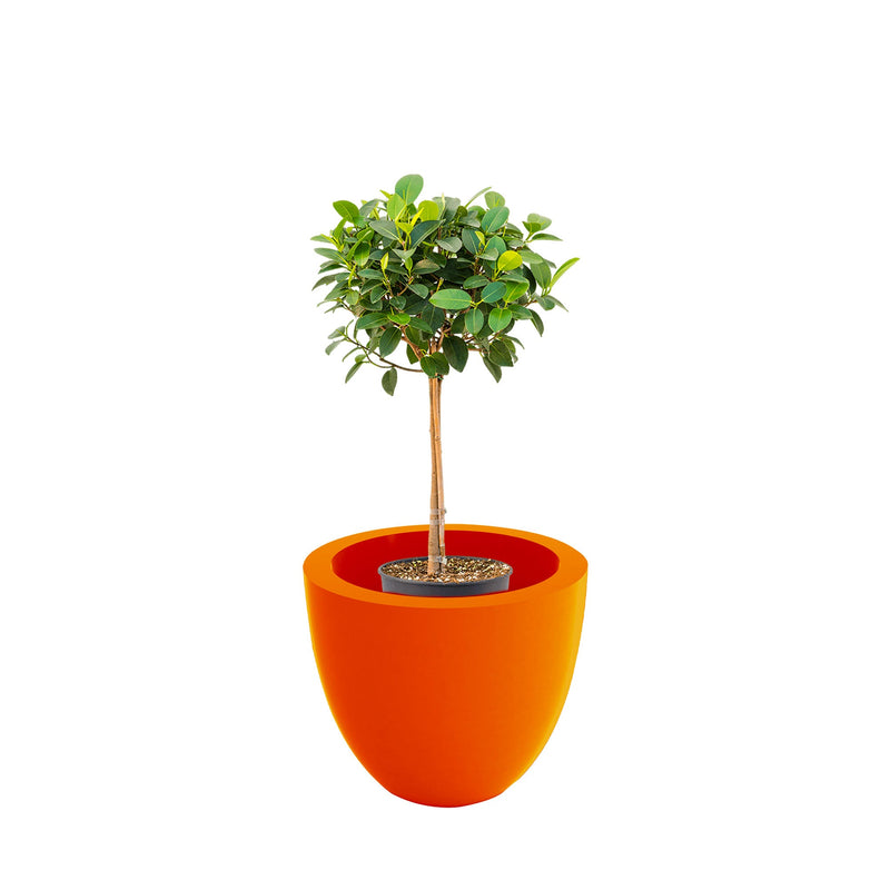 Ficus tige Cuenco40 PLANTES ET POTS DE BUREAUX Location/Entretien (HT/mois) Orange 