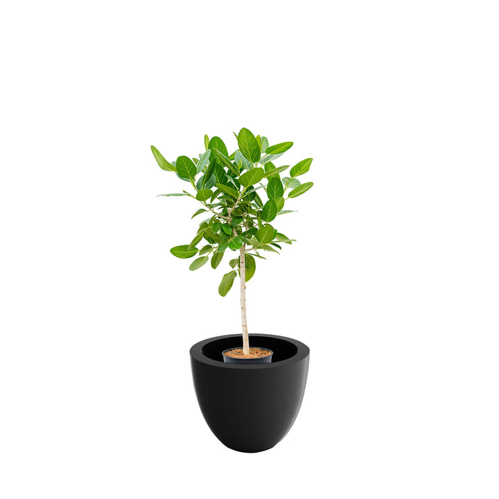 Ficus tige Cuenco50 PLANTES ET POTS DE BUREAUX Location/Entretien (HT/mois) Anthracite 