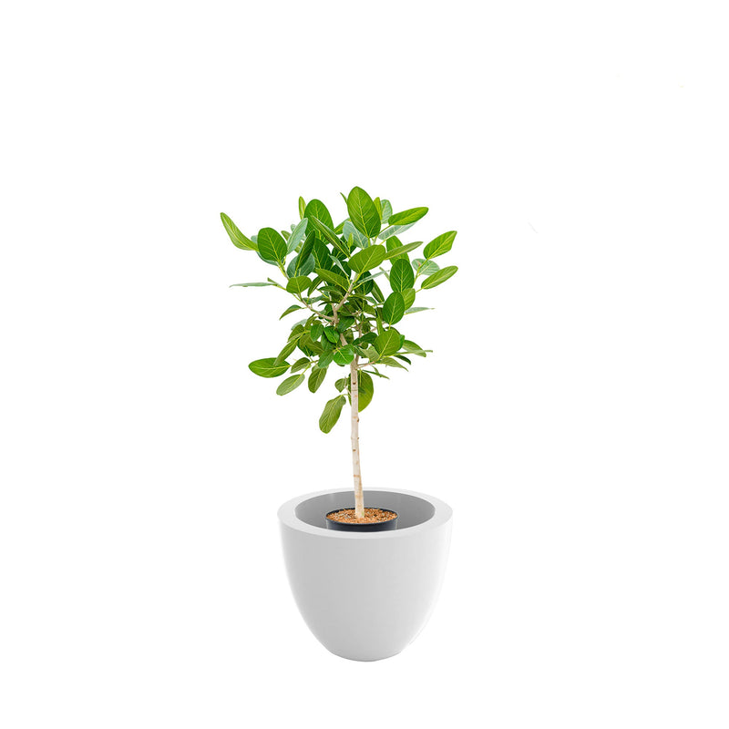 Ficus tige Cuenco50 PLANTES ET POTS DE BUREAUX Location/Entretien (HT/mois) Blanc 