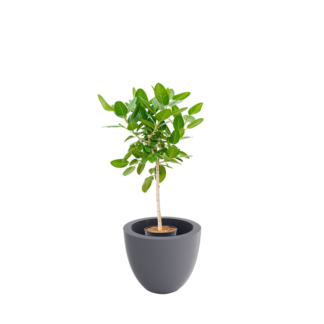 Ficus tige Cuenco50 PLANTES ET POTS DE BUREAUX Location/Entretien (HT/mois) Gris 