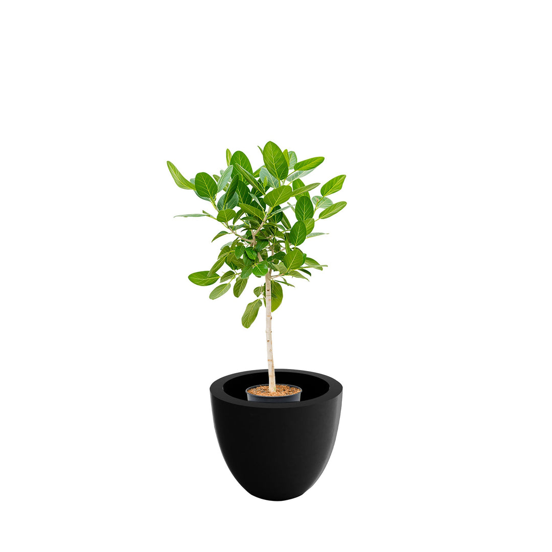 Ficus tige Cuenco50 PLANTES ET POTS DE BUREAUX Location/Entretien (HT/mois) Noir 