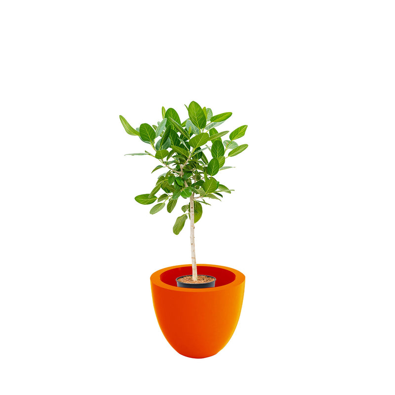 Ficus tige Cuenco50 PLANTES ET POTS DE BUREAUX Location/Entretien (HT/mois) Orange 