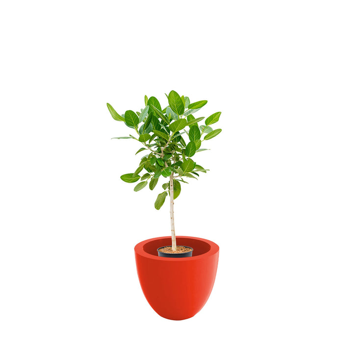 Ficus tige Cuenco50 PLANTES ET POTS DE BUREAUX Location/Entretien (HT/mois) Rouge 