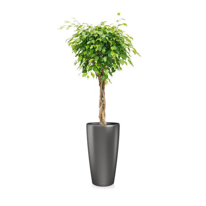 Ficus torsadé Rondo75 PLANTES ET POTS DE BUREAUX Location/Entretien (HT/mois) Anthracite 