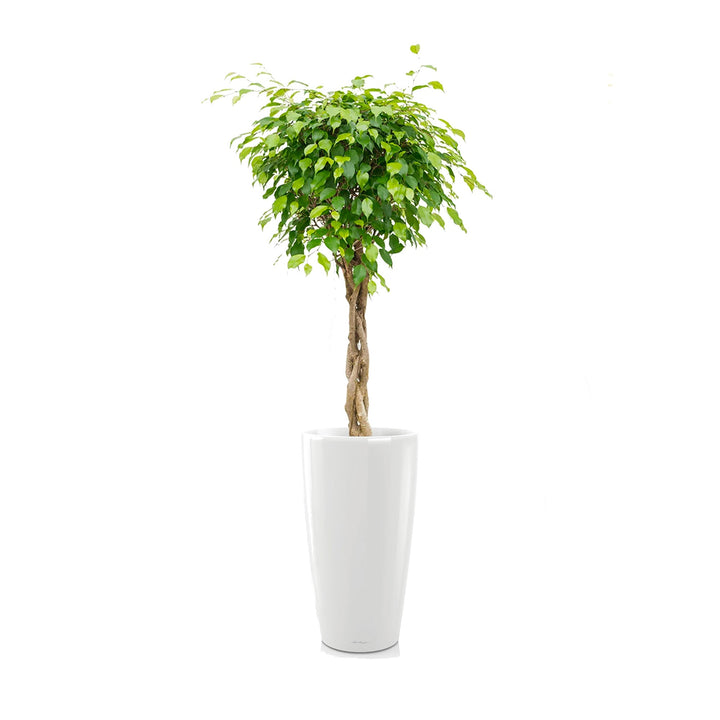 Ficus torsadé Rondo75 PLANTES ET POTS DE BUREAUX Location/Entretien (HT/mois) Blanc 