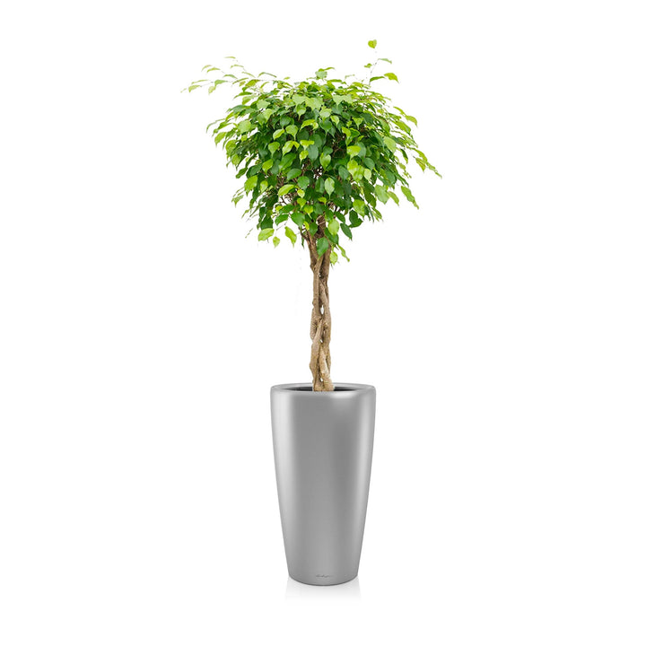 Ficus torsadé Rondo75 PLANTES ET POTS DE BUREAUX Location/Entretien (HT/mois) Gris 