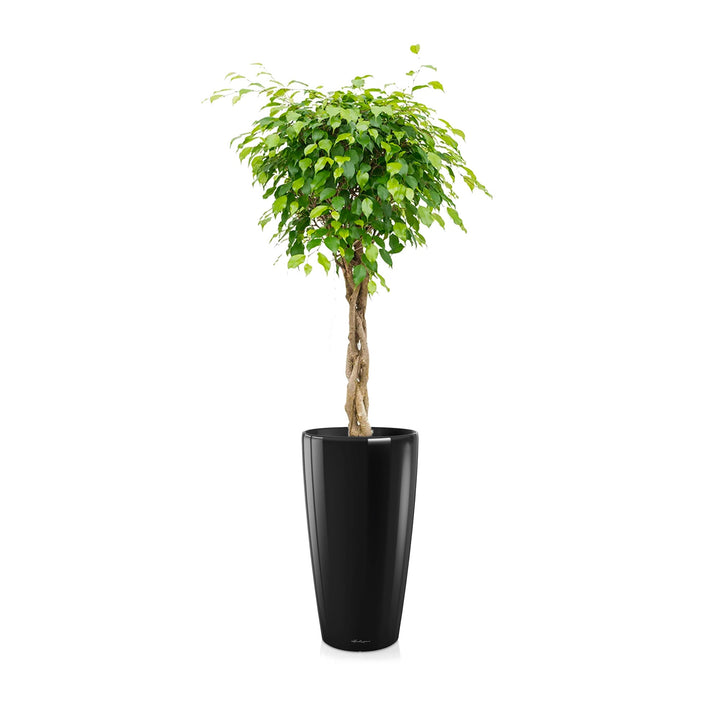 Ficus torsadé Rondo75 PLANTES ET POTS DE BUREAUX Location/Entretien (HT/mois) Noir 