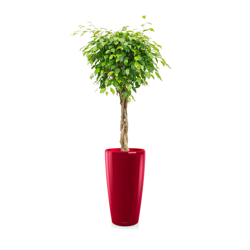 Ficus torsadé Rondo75 PLANTES ET POTS DE BUREAUX Location/Entretien (HT/mois) Rouge 