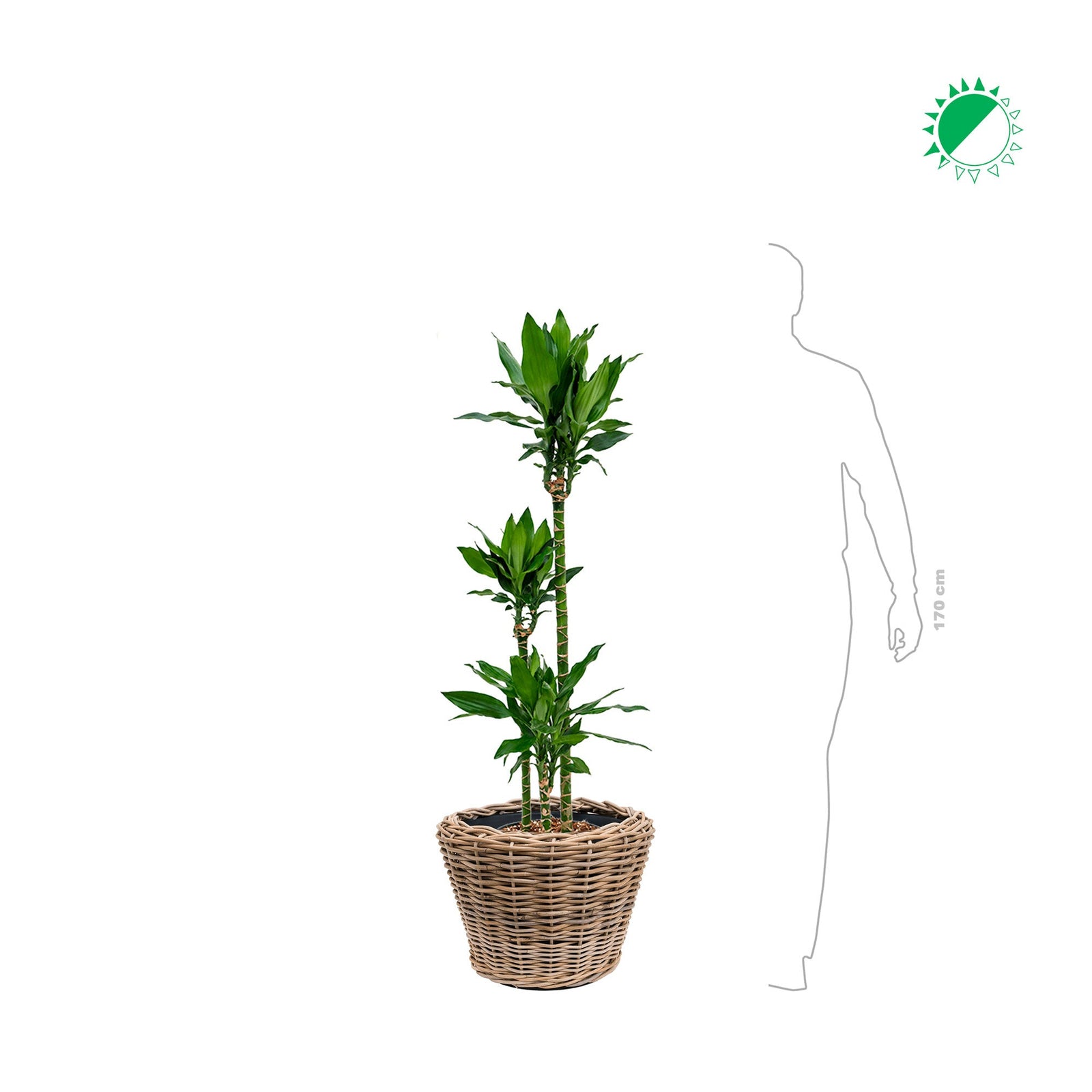 Janet craig Osier43 PLANTES ET POTS DE BUREAUX 