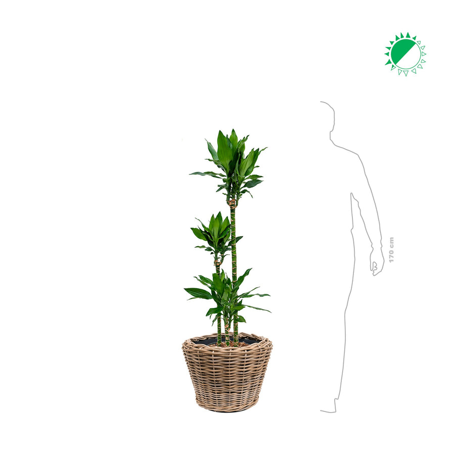 Janet craig Osier43 PLANTES ET POTS DE BUREAUX 