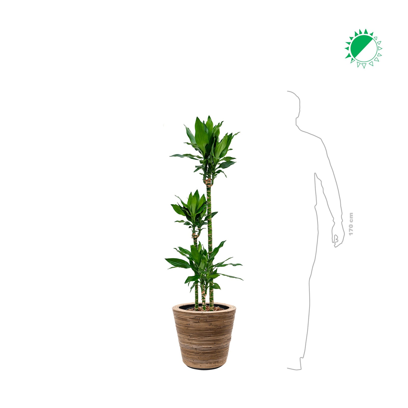 Janet craig Stripe33 PLANTES ET POTS DE BUREAUX 