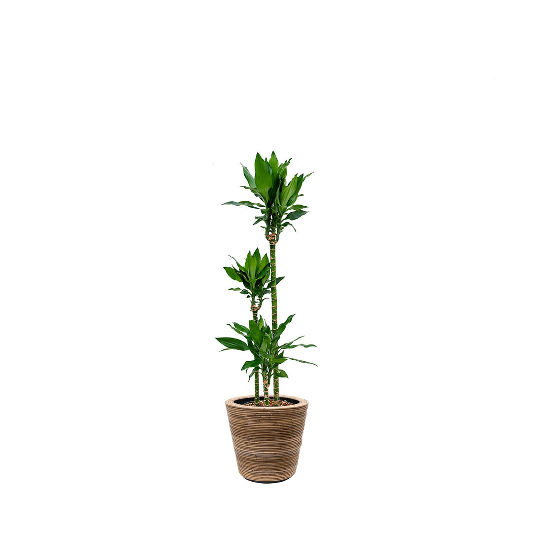 Janet craig Stripe33 PLANTES ET POTS DE BUREAUX Location/Entretien (HT/mois) Naturel 