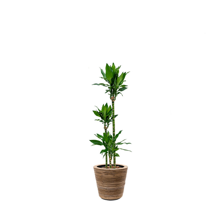 Janet craig Stripe33 PLANTES ET POTS DE BUREAUX Location/Entretien (HT/mois) Naturel 