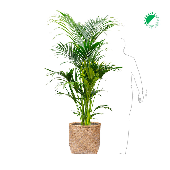 Kentia Bohemian Zayn Bamboo PLANTES ET POTS DE BUREAUX 