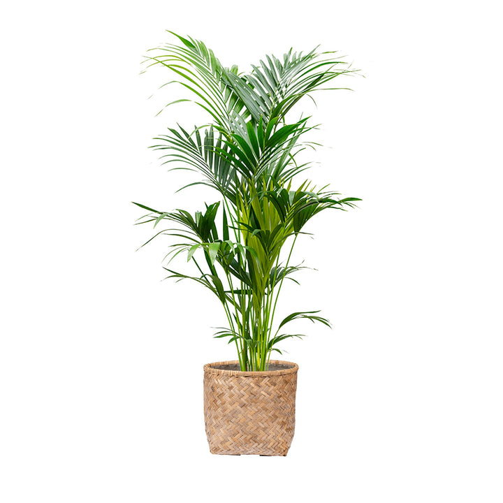 Kentia Bohemian Zayn Bamboo PLANTES ET POTS DE BUREAUX Achat (HT) Naturel 