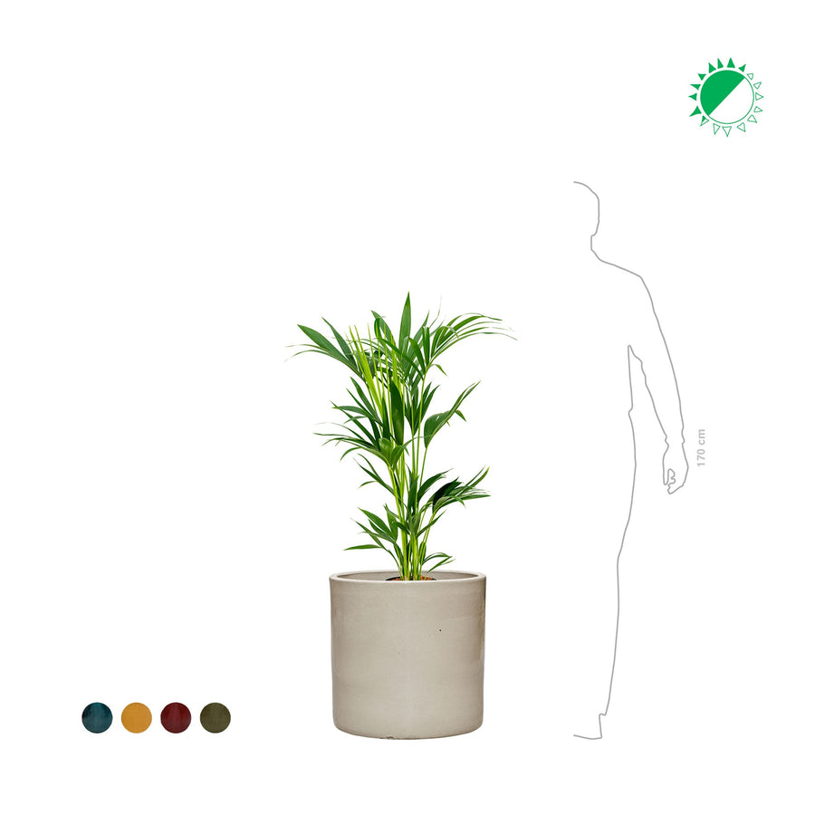 Kentia Cylinder50 PLANTES ET POTS DE BUREAUX 