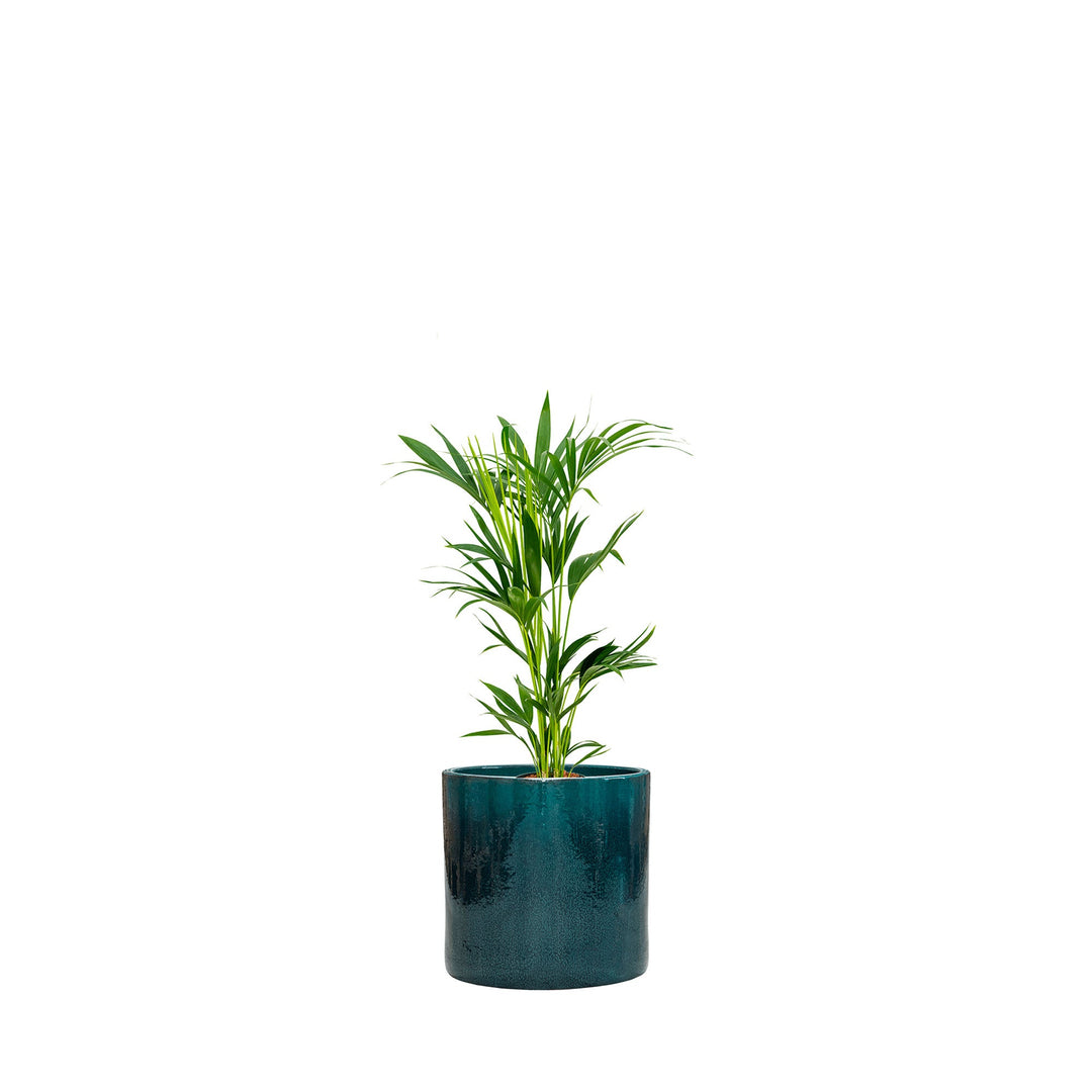 Kentia Cylinder50 PLANTES ET POTS DE BUREAUX Achat (HT) Bleu 