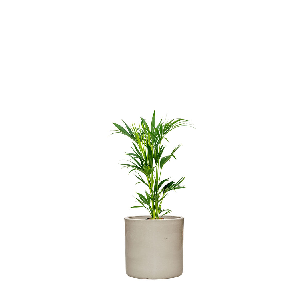 Kentia Cylinder50 PLANTES ET POTS DE BUREAUX Achat (HT) Gris 