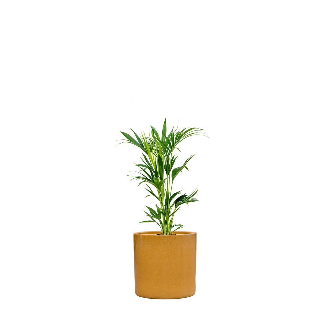 Kentia Cylinder50 PLANTES ET POTS DE BUREAUX Achat (HT) Miel 