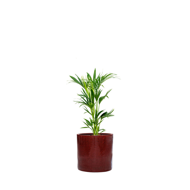 Kentia Cylinder50 PLANTES ET POTS DE BUREAUX Achat (HT) Rouge 