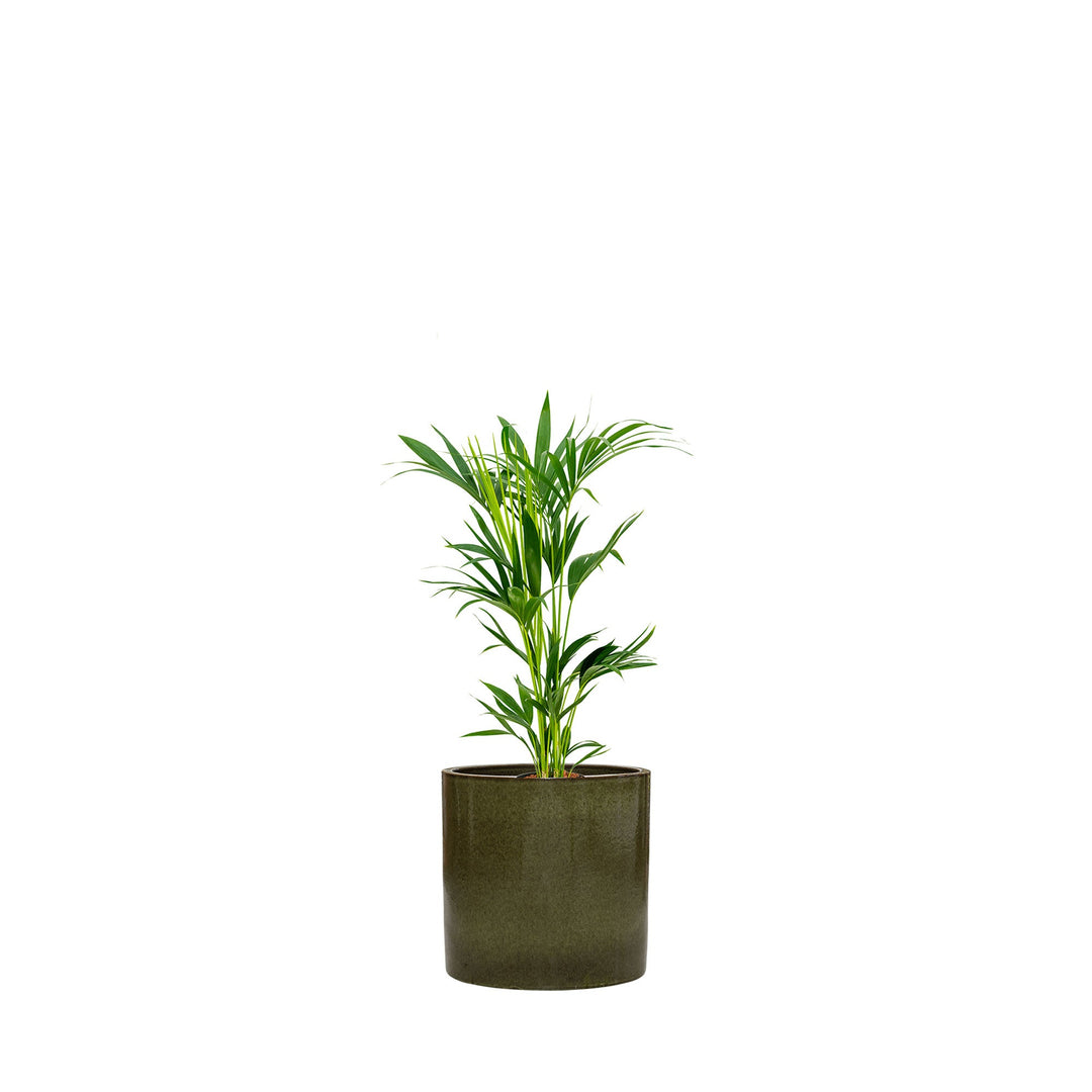 Kentia Cylinder50 PLANTES ET POTS DE BUREAUX Achat (HT) Vert 