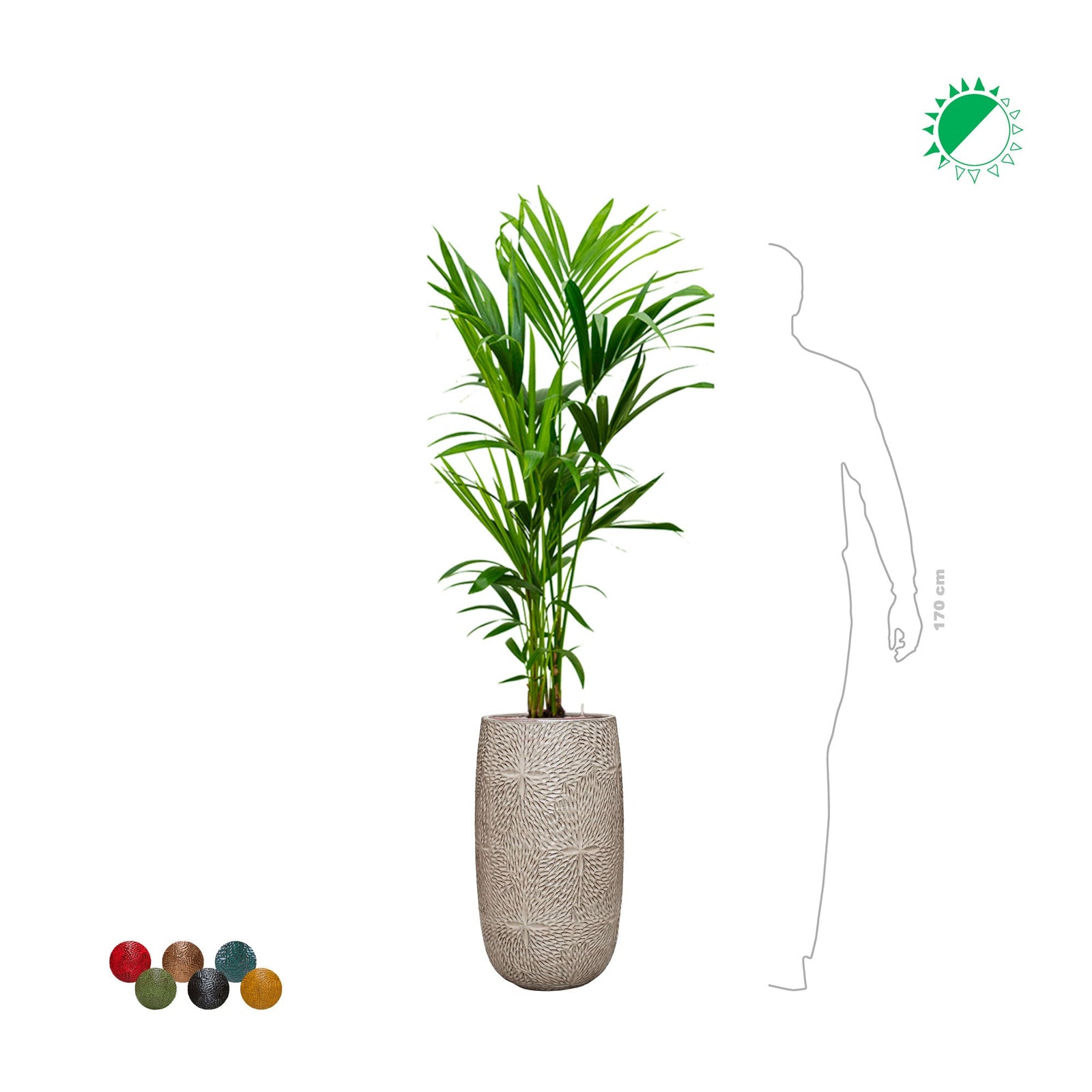 Kentia Marly63 PLANTES ET POTS DE BUREAUX 