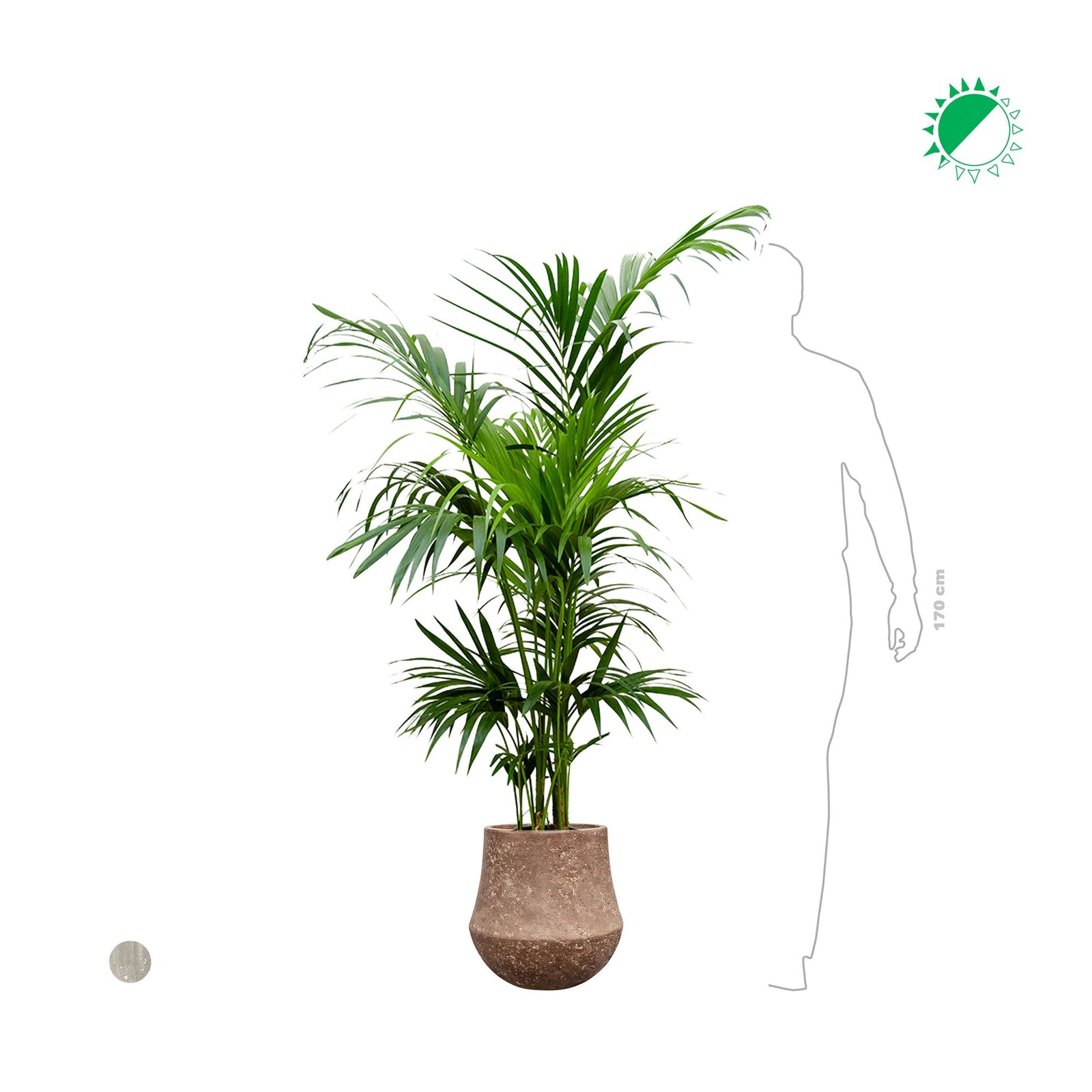 Kentia Polystone33 PLANTES ET POTS DE BUREAUX 