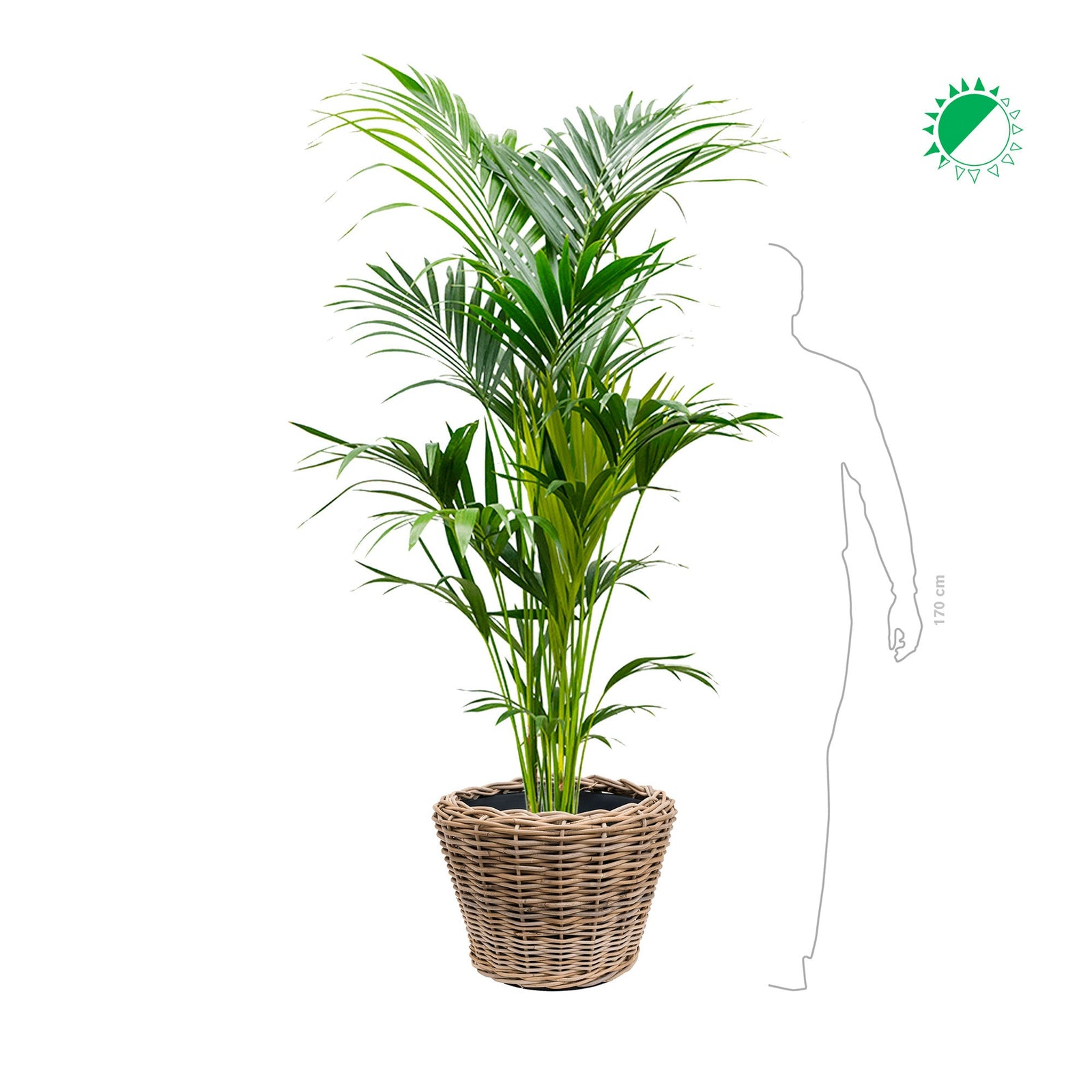 Kentia Rattan PLANTES ET POTS DE BUREAUX 