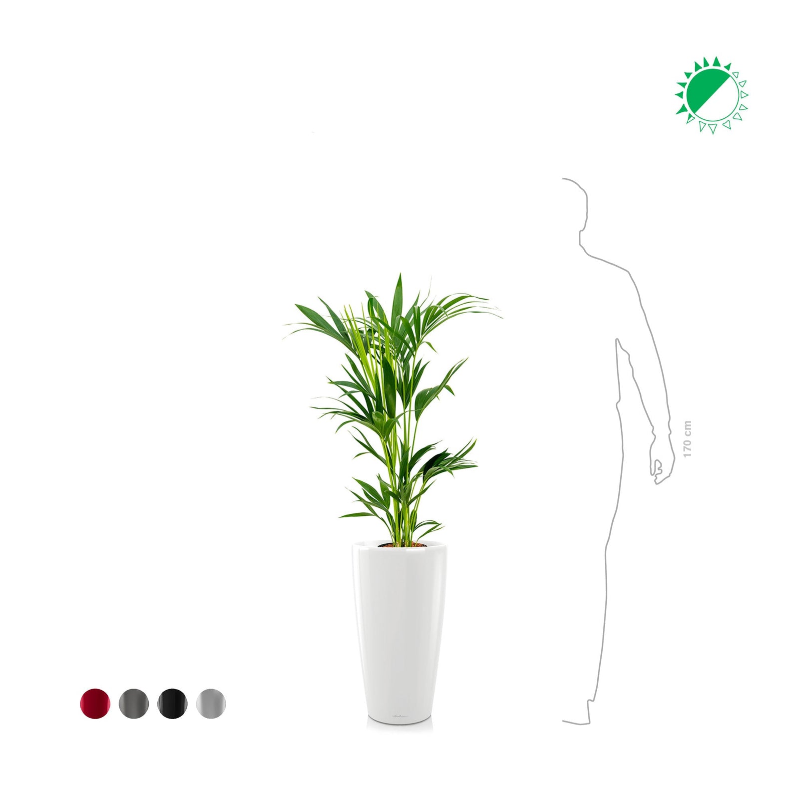 Kentia Rondo56 PLANTES ET POTS DE BUREAUX 