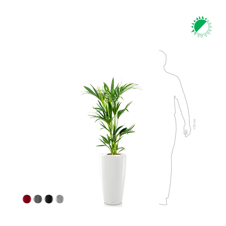 Kentia Rondo56 PLANTES ET POTS DE BUREAUX 